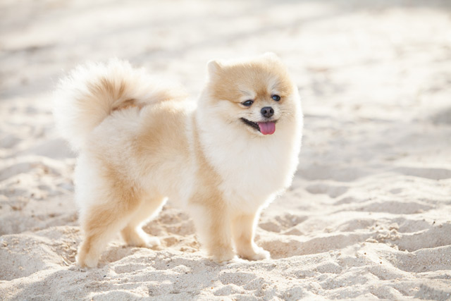 pomchi hund