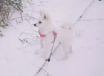 Bild des kleinen Hundes Arya (Pomeranian)