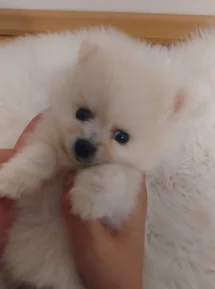 Bild des kleinen Hundes Litel Star (Pomeranian)