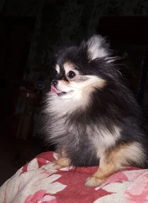 Bild des kleinen Hundes Dollinka  (Pomeranian)