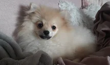 Bild des kleinen Hundes Pomeranian (Pomeranian)