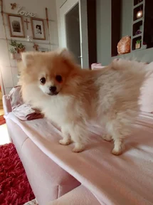 Bild des kleinen Hundes Pomeranian (Pomeranian)