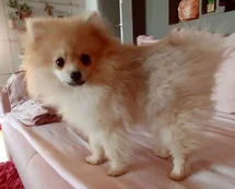 Bild des kleinen Hundes Little Star (Pomeranian)