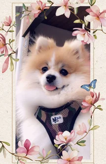 Bild des kleinen Hundes Coco (Pomeranian)