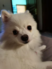 Bild des kleinen Hundes Miss Fifi (Pomeranian)