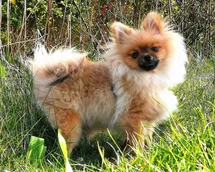Bild des kleinen Hundes Mausi (Pomeranian)