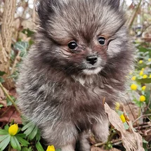 Bild des kleinen Hundes Linus (Pomeranian)
