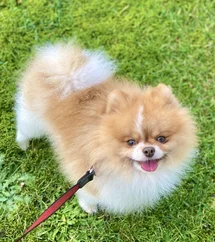 Bild des kleinen Hundes Mika (Pomeranian)