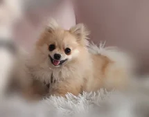 Bild des kleinen Hundes Maja (Pomeranian)