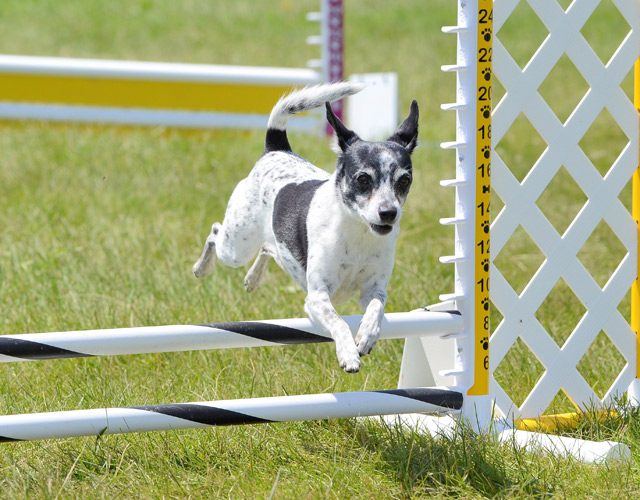 Hund Rat Terrier