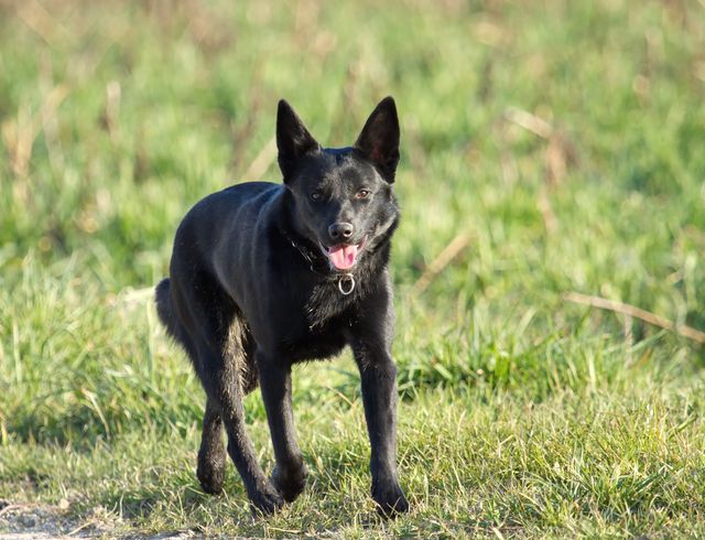 Hund Schipperke