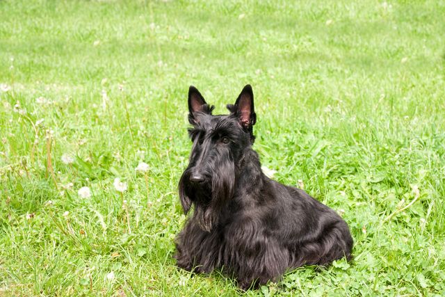 Hund Scottish Terrier