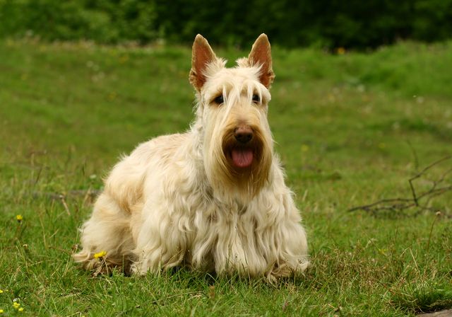 Hund Scottish Terrier