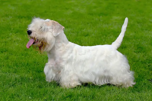 Hund Sealyham Terrier