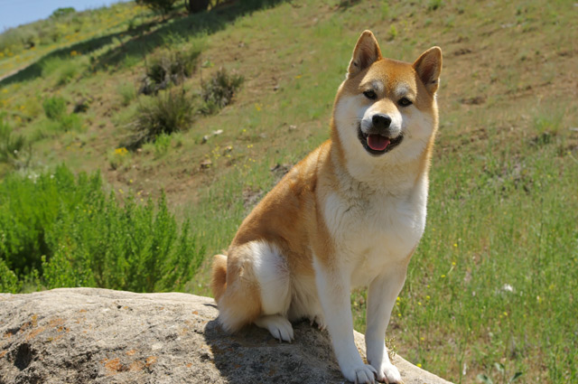 Hund Shiba Inu