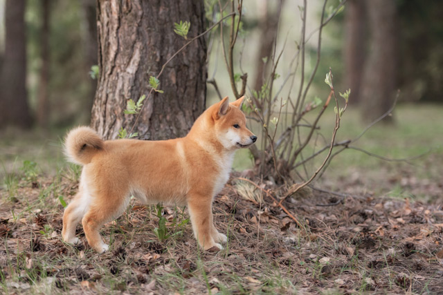 Hund Shiba Inu