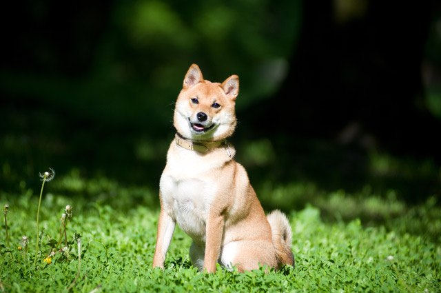 Hund Shiba Inu