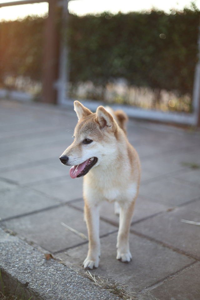 Hund Shiba Inu