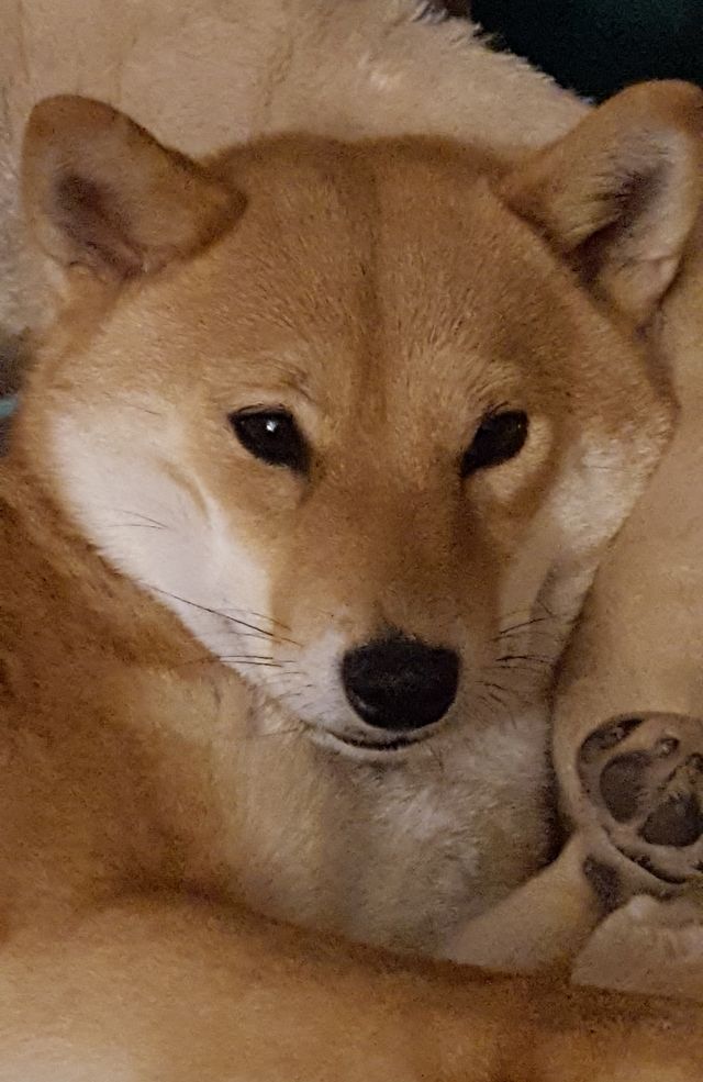 Shiba-Der-kleine-Japaner-it-de-großen-Lächeln