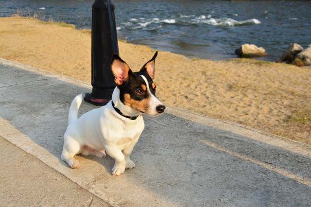 Hund Toy Fox Terrier