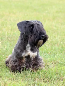 Bild des kleinen Hundes Tschechischer Terrier (Tschechischer Terrier)
