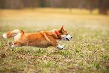 Bild des kleinen Hundes welsh corgi cardigan (welsh corgi cardigan)