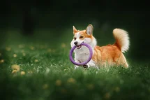 Bild des kleinen Hundes Welsh Corgi Pembroke (Welsh Corgi Pembroke)