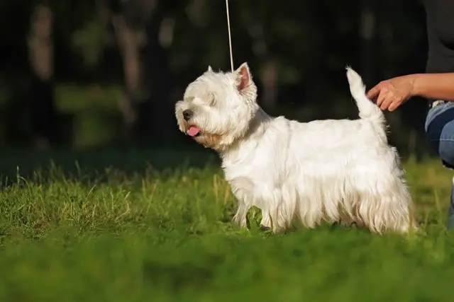 Hund West Highland White Terrier