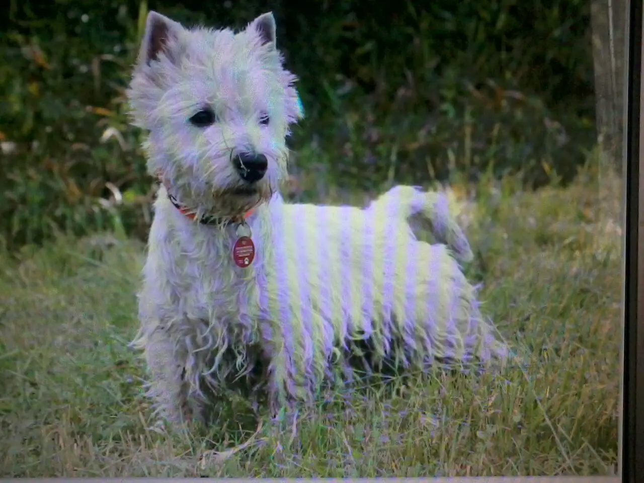 Hund West Highland White Terrier
