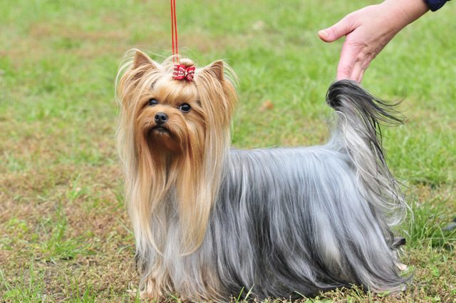 Image Result For Yorkshire Terrier Klein