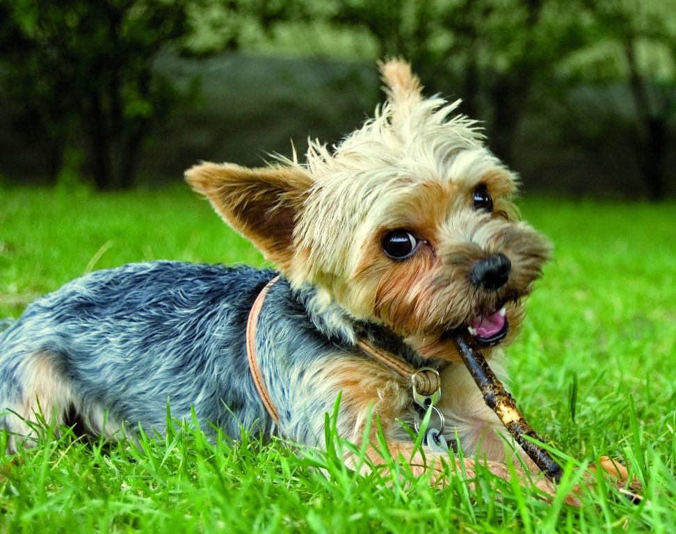 Image Result For Yorkshire Terrier Klein
