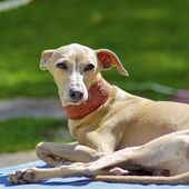 Kleine Hunderasse Italian Greyhound