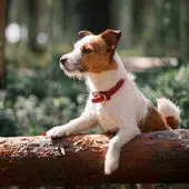 Kleine Hunderasse Jack Russell Terrier