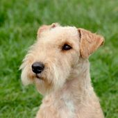 Kleine Hunderasse Lakeland Terrier