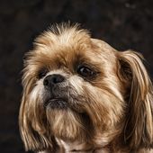 Kleine Hunderasse Lhasa Apso