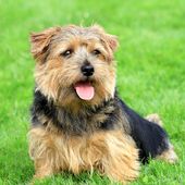 Kleine Hunderasse Norfolk Terrier