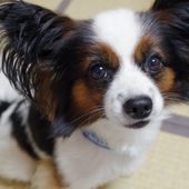 Kleine Hunderasse Papillon