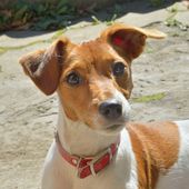 Kleine Hunderasse Parson Russell Terrier