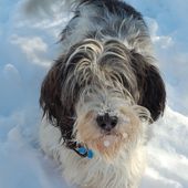 Kleine Hunderasse Petit Basset Griffon Vendeen