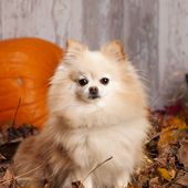 Pomeranian liegt im Garten