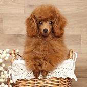 Kleine Hunderasse Poodle