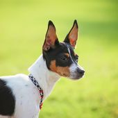 Kleine Hunderasse Rat Terrier