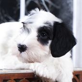 Kleine Hunderasse Sealyham Terrier