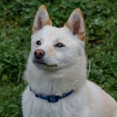 Kleine Hunderasse Shiba Inu