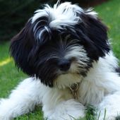 Kleine Hunderasse Tibet Terrier