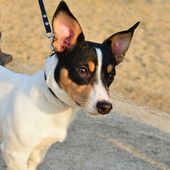 Kleine Hunderasse Toy Fox Terrier