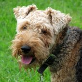 Kleine Hunderasse Welsh Terrier